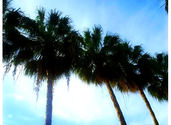 Bahama Palm trees
