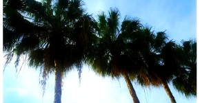Bahamas Palm trees